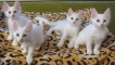 Какво да наречем бяла котка: критерии за избор на псевдоним